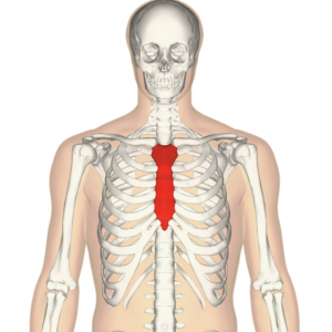manufacturing of 3D sternum